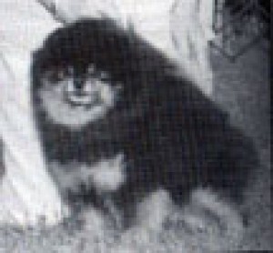 Angelic's Bit O Prid Taner Jo