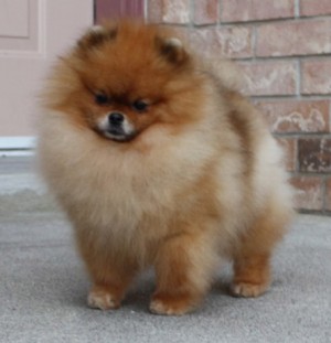 Mythical Legend of a King