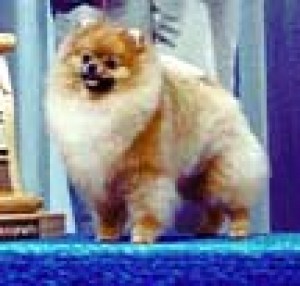 Razzle Dazzle Classique