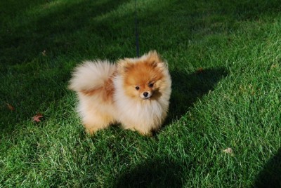 Mason lived 11 good years in Massachusetts. When he passed away, his owner returned for another Silhouette puppy!