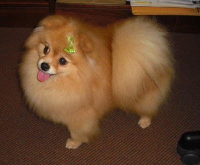 Meadow retired at 6 years old in 2008 and has shared many happy years with her owner Victoria since then.