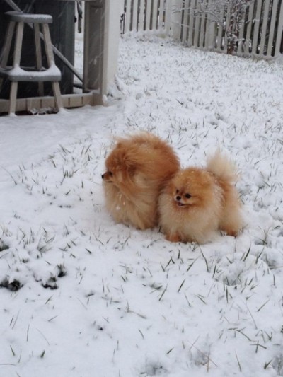 Ch. Bree (right) retired at 3 years old and lives with her buddy Mitchell, also a Silhouette pom.