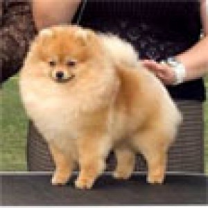 Babydoll's Bipity Bopity Boo