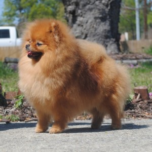 Silhouette Says Hear Me Roar