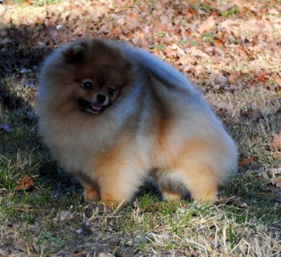 Darcy at 4 yrs old (February 2013)