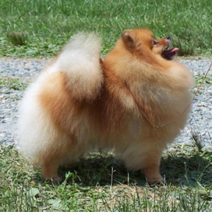 Razzle Dazzle Irish Songbird