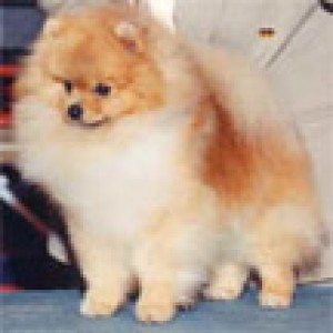 Star Haven's Preachin Glory