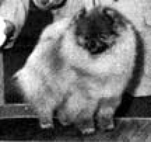 Great Elms Firestarter