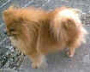 Star Haven In Search of Glory