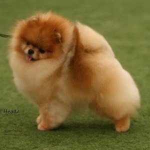 Starlight's Say Something