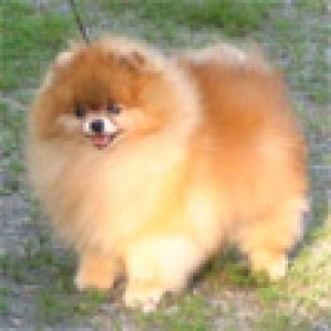 Damascusroad Joyful Noise