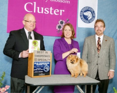 Arya winning Best Puppy In Sweeps at the Pomeranian Club of Greater Baltimore specialty. A year later she won Best In Specialty at the same specialty over 11 other specials!