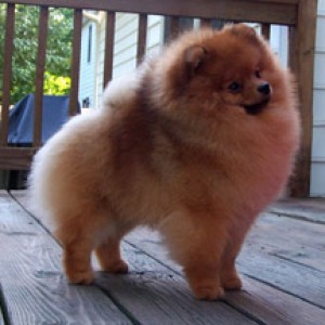 Dee Little Who's The Boss