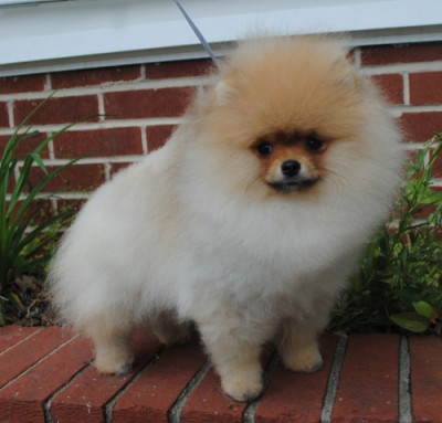 Daenerys at 4mos old