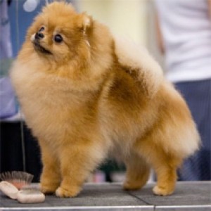 Razzle Dazzle Viennese Waltz