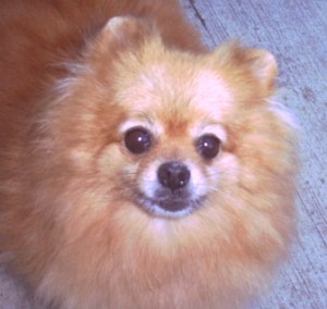 Hallmark's Rockin' Savannah