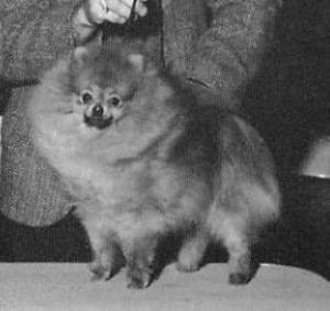 Valcopy Wakhan High Style