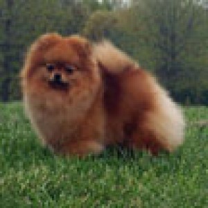 Razzle Dazzle Wedding March