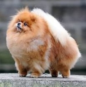 Razzle Dazzle Heavenly Choir