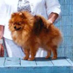 Dru's Dream Sensation