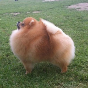 Velocity's Unleash Ur Inner Beast