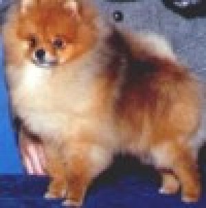 Rodi's N Rain Beau's Bodyguard