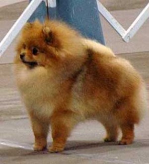 CR Princess of Mischief