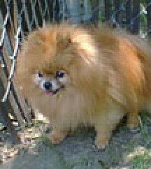 Tia-Ling's Dream Maker