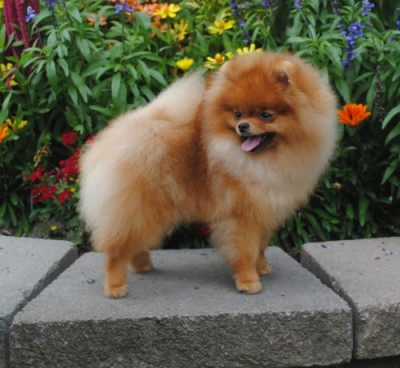 Jorah at 8mos, showing off his trademark smile