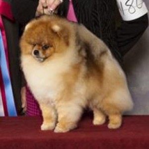 Chriscendo Connoisseur