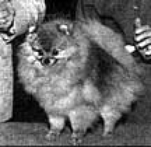 Great Elms Sweet Prince