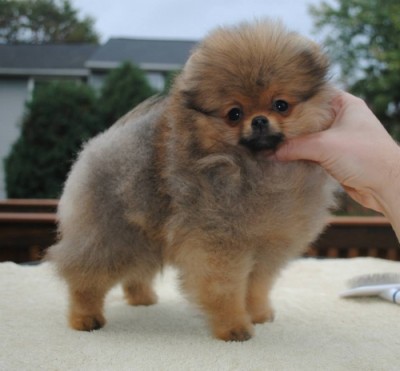 Dexter at 11 wks old