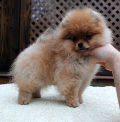 Isolde at 12 wks old