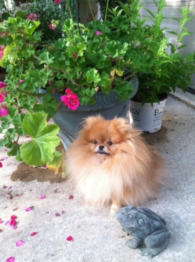 Sookie 2 yrs old