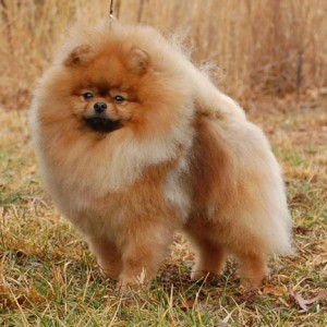 Dee Little Baby Daddy