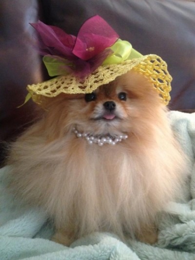Sookie aka Ruby celebrating Easter. She lived 11 great years with Patricia, who is now loved by another Silhouette pom!