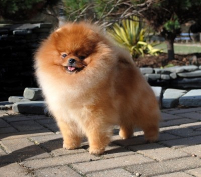 Kert Dec 2013 - 2yrs 7mos old