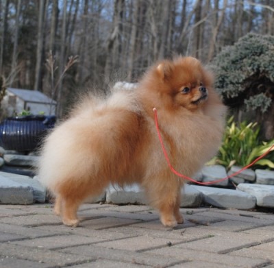 Jorah in his year shed at 12mos old