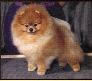 Rock N Tradition of Oakridge