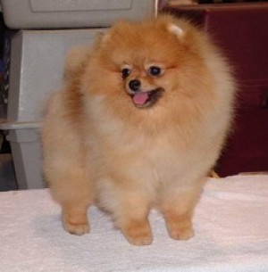 Pak Dome's Come Back to Sorrento