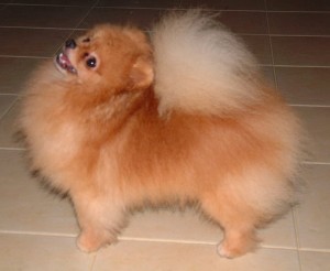 Starfire's American Gigolo