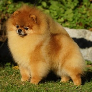 Sunterra Star Status