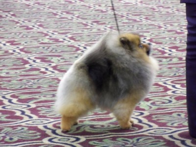 Cole in the ring at the APC National in 2014, where he made it to the last cut in BOB, along with two of his sons (the Winners Dog & eventual Award of Merit winner) at 4 1/2 years old. Photo by Geneva Coats.