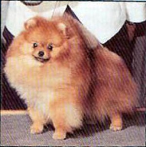 Jan Le's Willie Makit