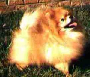 Millamor's Mark Tradition