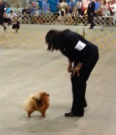 Sansa in the ring at 16mos old