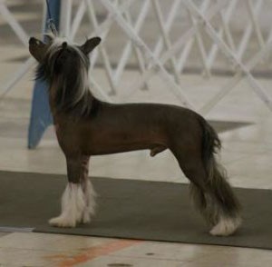 Whispering Lane Big Man In Town