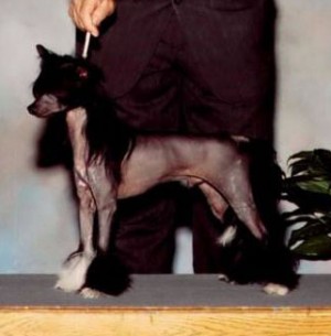 Daretobebares Cassanova