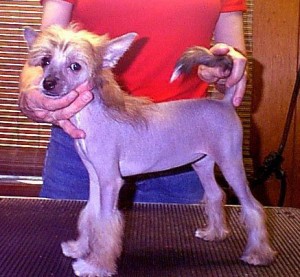 Tapscott's Fantasia D'Mitchel