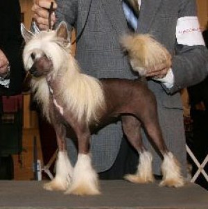 Silver Bluff Steel Magnolia